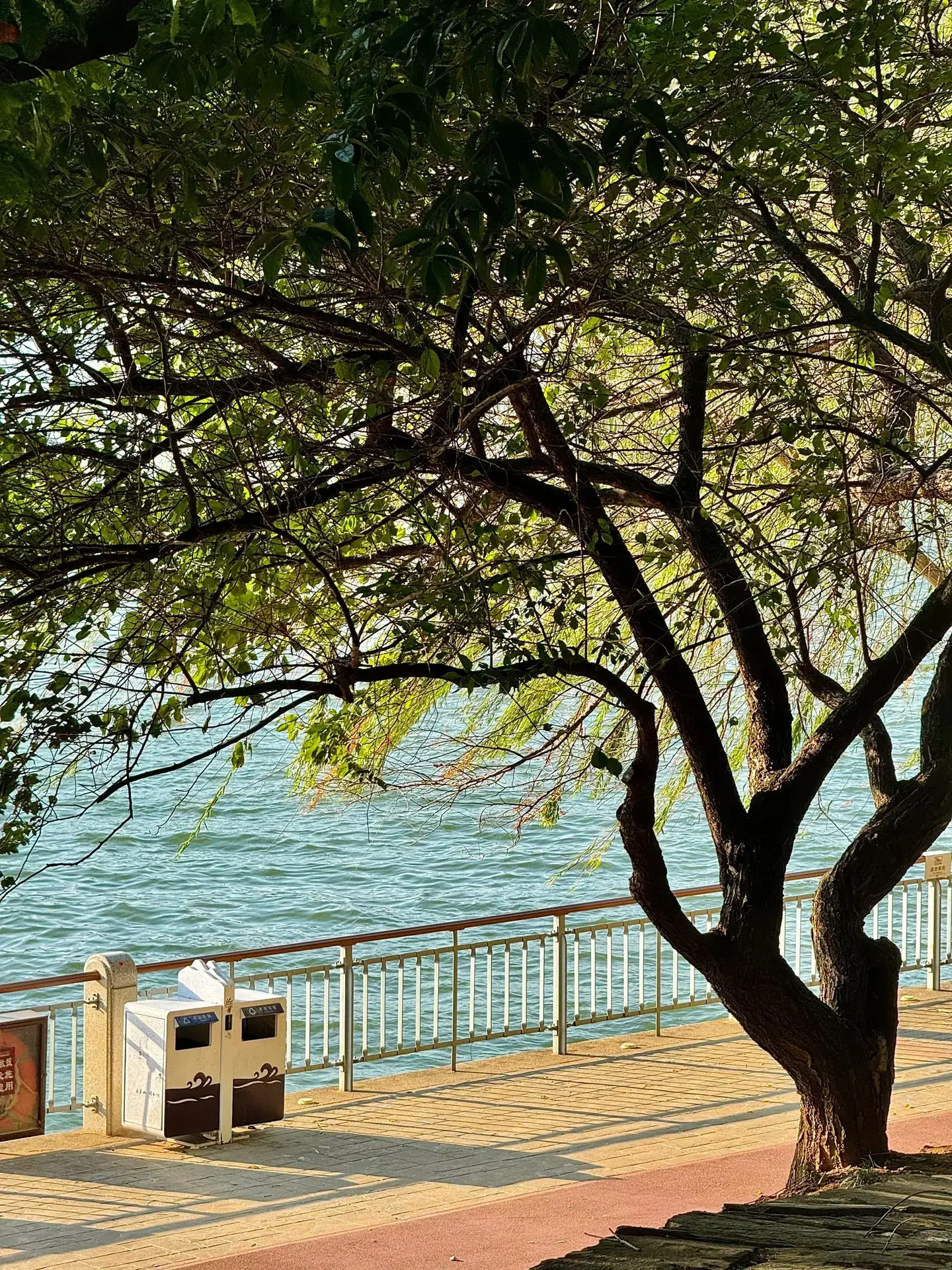 Tree by the river
