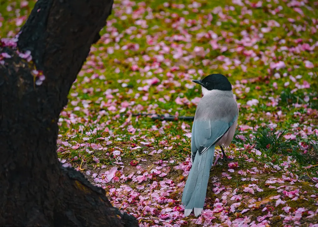 Bird on flowers